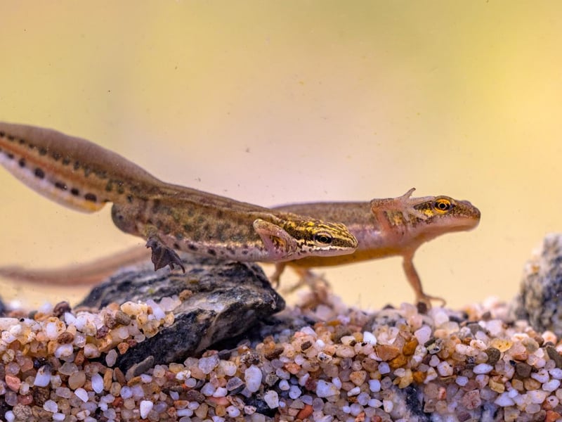 Scotland is the best place in the UK to see the Palmate Newt, which are fairly common across the country. They can be found in shallow ponds in heathland and bogs, and tend to wander further away from their breeding ponds than other newts, who tend to only wander up to 250 metres away. Growing up to 9cm in length, they have smooth skin which can appar brown, green or grey, and lay their eggs on aquatic plants.
