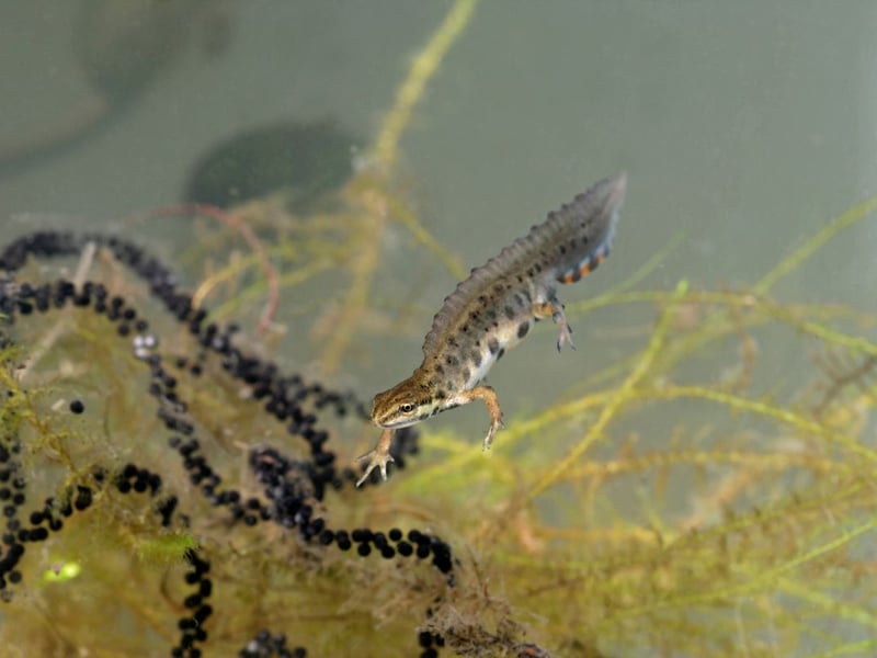 The best way to tell the Palmate Newt and the Smooth Newt apart is that former doesn't have spots on its throat, while the latter doesn't. In the breeding season the male develops a wavy crest on its back. It's less widely seen in Scotland than the Palmate due to it needing neutral or alkaline water rather than the acidic water of moors and peat bogs. It means that they are mainly found in lowland areas where they are often found in gardens. Look out for them under logs and leaf debris.