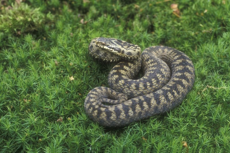 You're unlikely to confuse the adder with any other animal in Scotland. Our only poisonous snake's diamond patternation is an instant giveaway, although baby adders can look similar to a slow worm. While they can deliver a painful bite they rarely do, as they are shy and secretive creatures that will only lash out if trodden on or handled. You're most likely to see one basking on a path or rock on a sunny day in their favourited habitat - at the edge woods, upland areas and dry moorland - across Scotland.