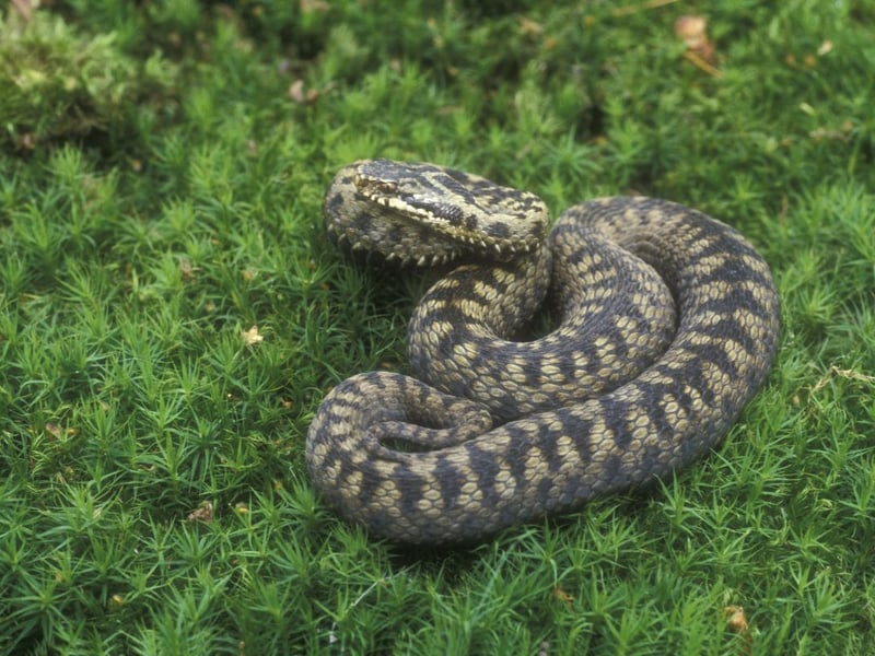 You're unlikely to confuse the adder with any other animal in Scotland. Our only poisonous snake's diamond patternation is an instant giveaway, although baby adders can look similar to a slow worm. While they can deliver a painful bite they rarely do, as they are shy and secretive creatures that will only lash out if trodden on or handled. You're most likely to see one basking on a path or rock on a sunny day in their favourited habitat - at the edge woods, upland areas and dry moorland - across Scotland.