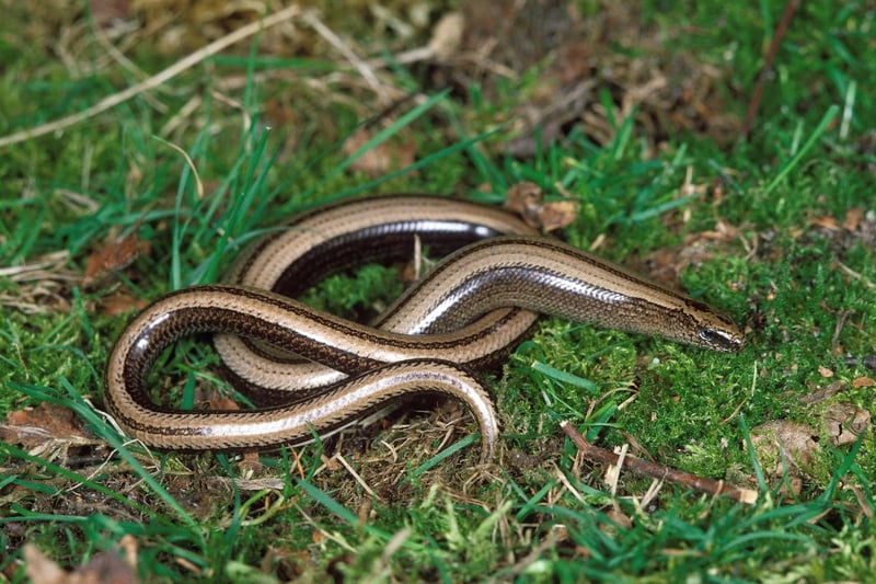 Neither a snake or a worm, the slow worm is a legless lizard which is regularly seen across Scotland, where they can be found under stones, pieces of wood or compost heaps. Look out for them around gardens, churchyards and embankments. 