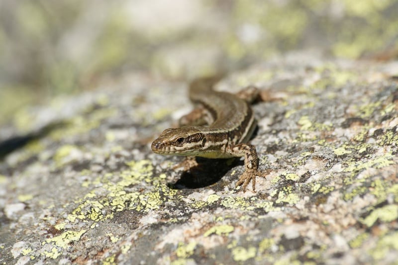 Found all over Scotland, although scarce in the central lowlands and absent from the Northern Isles, the common lizard loves to bask in the sun but will quickly take cover in the undergrowth if disturbed. They have a clever trick to evade predators - being able to shed their tail if trapped, quickly growing another one in its place.