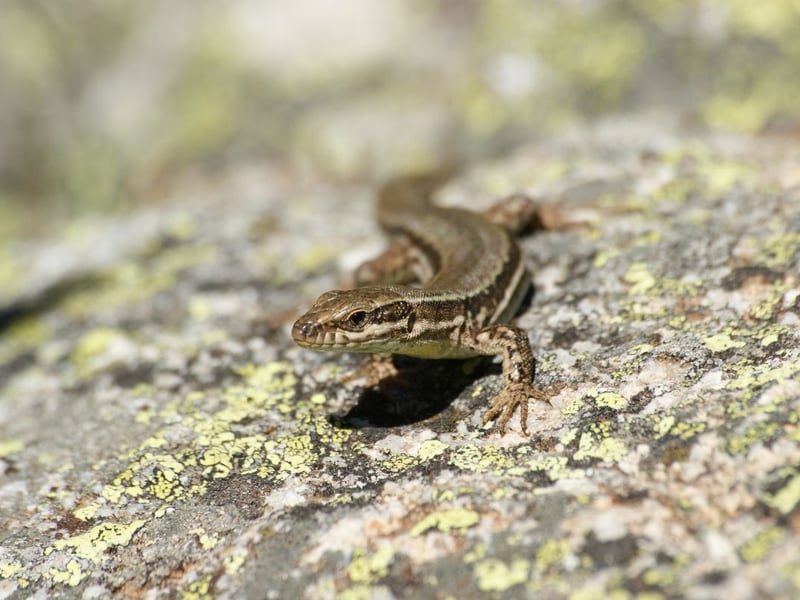 Found all over Scotland, although scarce in the central lowlands and absent from the Northern Isles, the common lizard loves to bask in the sun but will quickly take cover in the undergrowth if disturbed. They have a clever trick to evade predators - being able to shed their tail if trapped, quickly growing another one in its place.