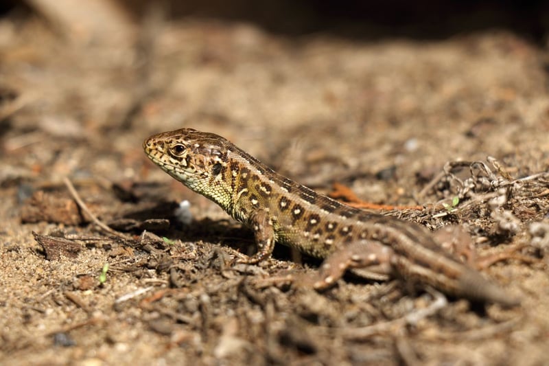 Although not a native Scottish species, there is a large colony of rare sand lizards on the Isle of Coll. Scientists released some of the lizards onto the island back in the 1970s and they have thrived in the island's sand dunes.