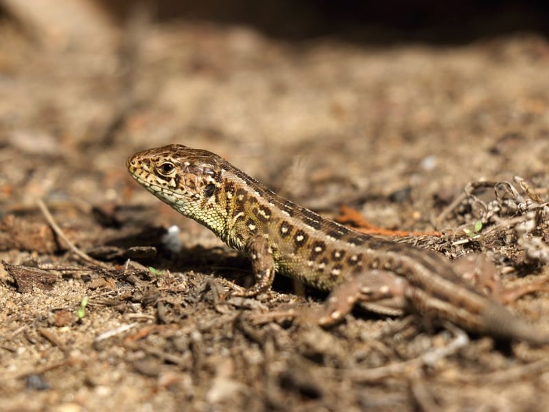 Although not a native Scottish species, there is a large colony of rare sand lizards on the Isle of Coll. Scientists released some of the lizards onto the island back in the 1970s and they have thrived in the island's sand dunes.