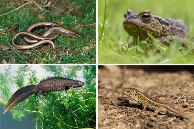 Some of the amazing reptiles and amphibians that call Scotland home.