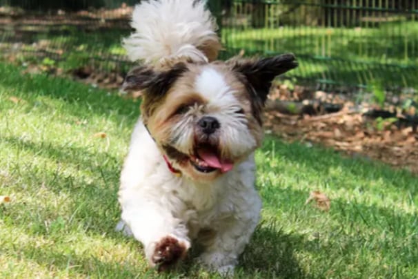 Oscar is a golden oldie in search of a loving home. He is a Shih Tzu and must be the only pet in a home with no kids.