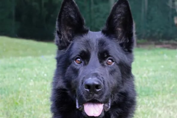 Duke is a lovely German Shepherd looking for a new family. Duke needs a home where he is the only pet and any children are 14 or over, as he does have some minor guarding behaviours. He is house trained and can be left alone for couple of hours once he has settled in.