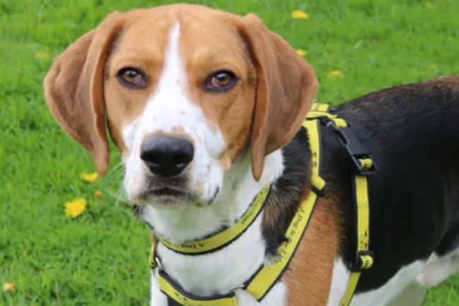 Reg is a little Foxhound, who can live with children aged 10 and over, but no other pets. He is house trained but does not like to be left alone at all
