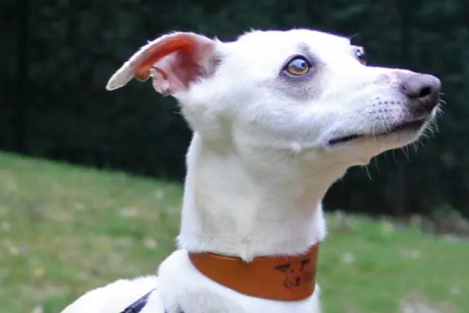 Chase is a Whippet rescue, looking for a home where he can be the only pet, but he could live with children aged 12 and over He will need somebody around for much of the time as he may not be fully house trained having lived outside for a time.