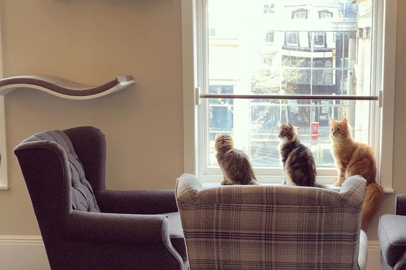 The Cat Cafe has a 4.5 ⭐ rating on Google Reviews from 1,400 reviews and was handed five stars by the Food Standards Agency in May 2023. 💬 One reviewer said: “Wonderfully different with the best chai latte anywhere. Cats were cute too.”