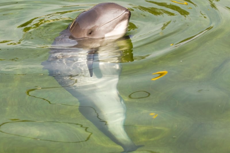 The most common cetacean in Scotland is the harbour porpoise. These delightful animals are often seen alone, but may form pods if there's plenty of food around in a certain location. They can be seen all around Scotland's coast but are particularly widespread in the west.