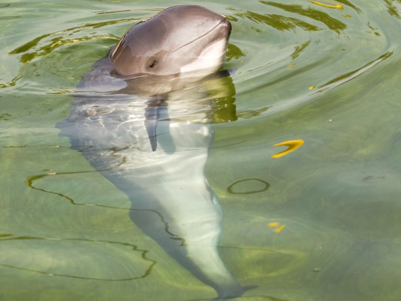 The most common cetacean in Scotland is the harbour porpoise. These delightful animals are often seen alone, but may form pods if there's plenty of food around in a certain location. They can be seen all around Scotland's coast but are particularly widespread in the west.