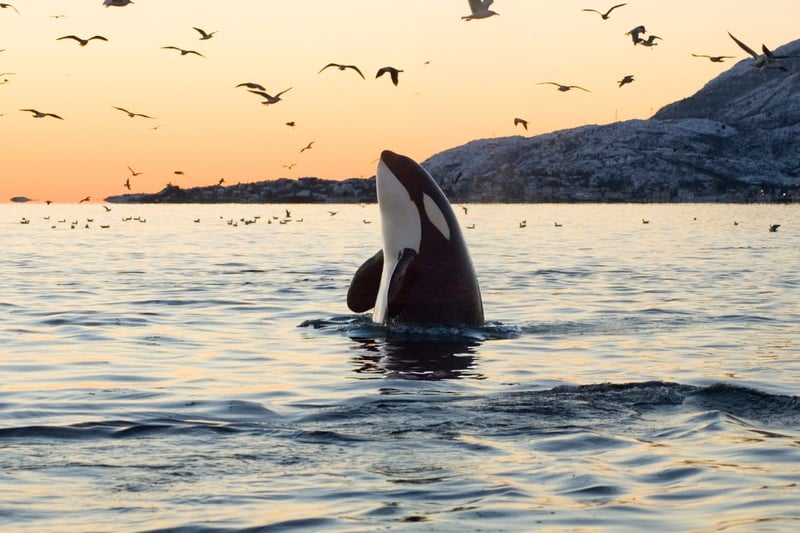 Also known as killer whales, despite the name the Orca is actually a large beautiful black and white dolphin. Most commonly seen off the west coast of Scotland and in the Northern Isles, they feed on fish and seals.
