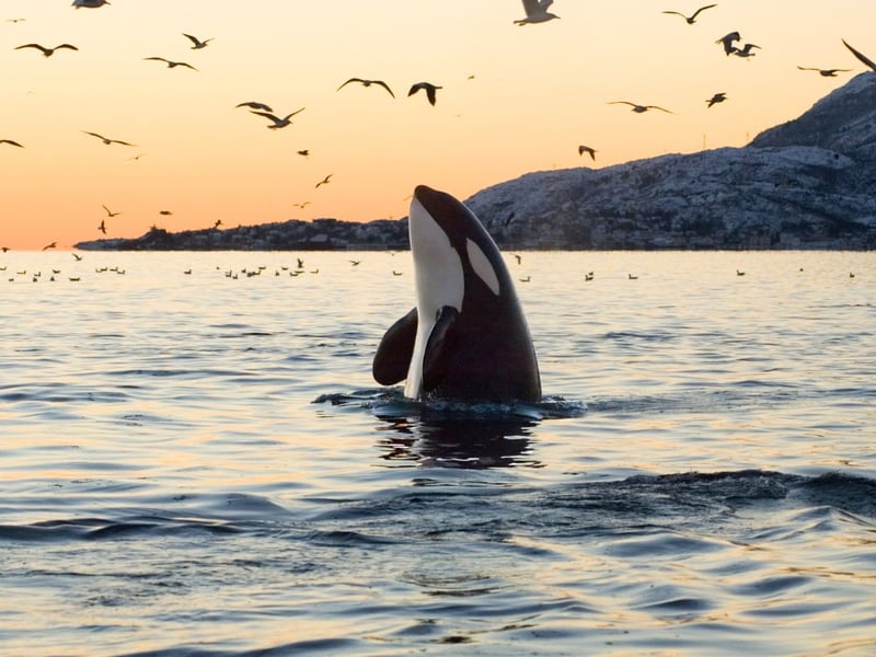 Also known as killer whales, despite the name the Orca is actually a large beautiful black and white dolphin. Most commonly seen off the west coast of Scotland and in the Northern Isles, they feed on fish and seals.