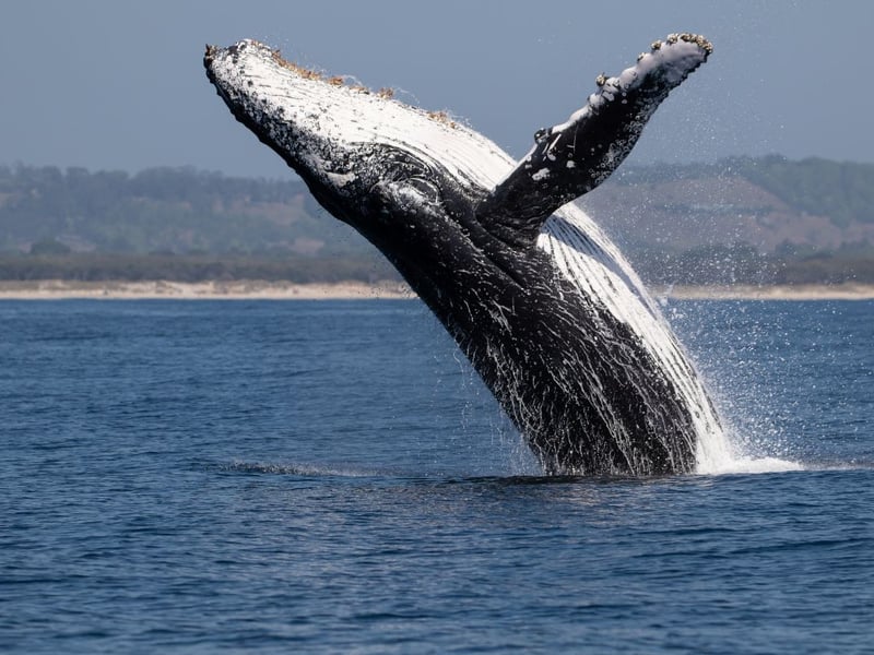 Once extremely rare in Scotland, humpback whales have been seen in greater numbers in recent years as they migrate from feeding to breeding grounds. These giants of the deep can reach up to 17 metres in length during their around 50 years of life. Those lucky enough to see one may see them leap spectacularly out of the water or slap the surface with their giant tail.