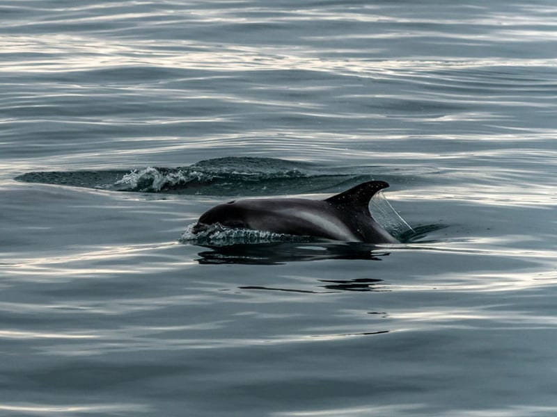 Living in coastal waters all over Northern Europe, the white-beaked dolphins are found throughout northern European and in Scotland are frequently spotted in the Minch, the Outer Hebrides, the Moray Firth and on the Aberdeenshire coast. Aside from the white marking at the end of its nose that gives it its name, it can be distinguished from other dolphin species by its short rounded beak and tall dorsal fin.
