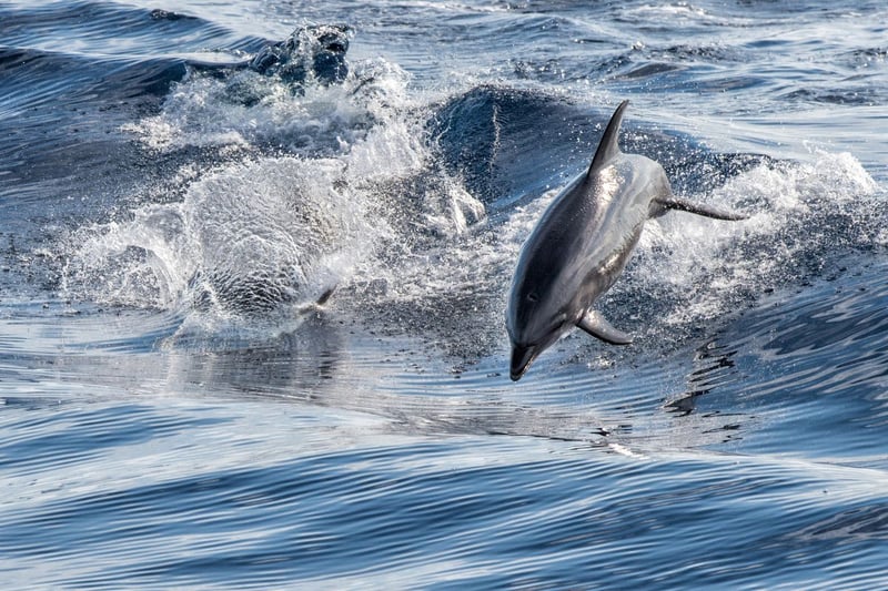 Often seen playing energetically in the waves during the summer months, the common dolphin visits between May and October to feed on the plentiful supply of fish.