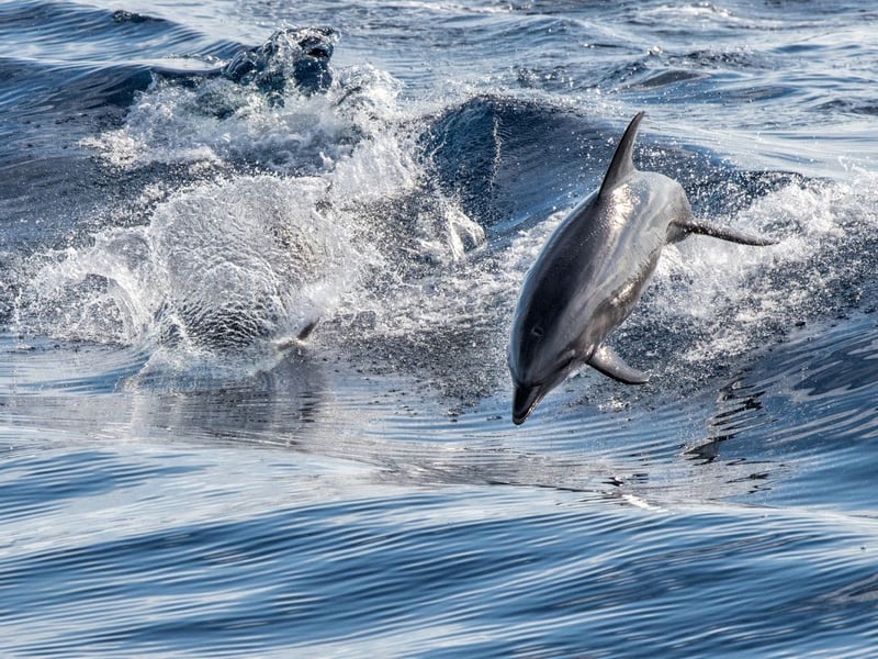 Often seen playing energetically in the waves during the summer months, the common dolphin visits between May and October to feed on the plentiful supply of fish.