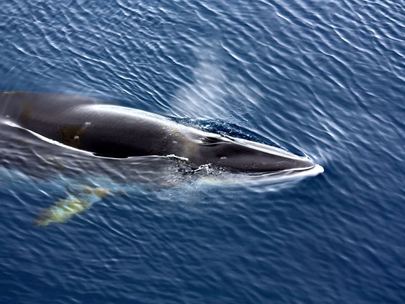 The sleek minke whale can be found all over the world, but in the British Isles they tend to be sighted in Scottish waters. They are easier to see than most species of whale due to their habit of swimming very close to land, and exploring bays and estuaries. Sadly this means thay are often found beached. Some minke whales are thought to live in Scotland year-round, but they are most often spotted between July and September, particularly in the Moray Firth and the Hebrides.