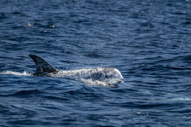 Most Risso's dolphin sightings in Sctland come from the west coast and the Outer Hebrides, where they fest on their favourite foodstuff - squid. Usually living in pods of between 6 and 12 dolphins, they can be identified by their rounded head, anchor-shaped belly patch, and the scars on their skin running down their body from their face.
