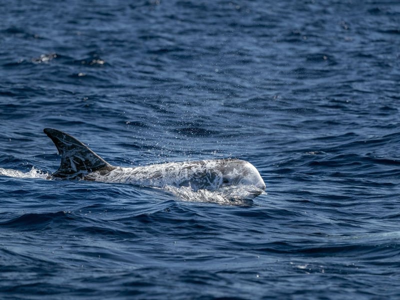 Most Risso's dolphin sightings in Sctland come from the west coast and the Outer Hebrides, where they fest on their favourite foodstuff - squid. Usually living in pods of between 6 and 12 dolphins, they can be identified by their rounded head, anchor-shaped belly patch, and the scars on their skin running down their body from their face.