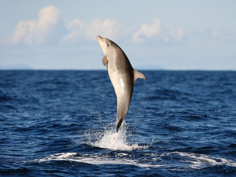 The bottlenose dolphin is what most people picture when they think of dolphins generally, living is groups and reaching up to four metres in length. They are seen frequently on both the east and west coasts of Scotland, and can be seen acrobatically jumping out of the water and playing with their pod-mates. They are easily identified by their short, thick snout.
