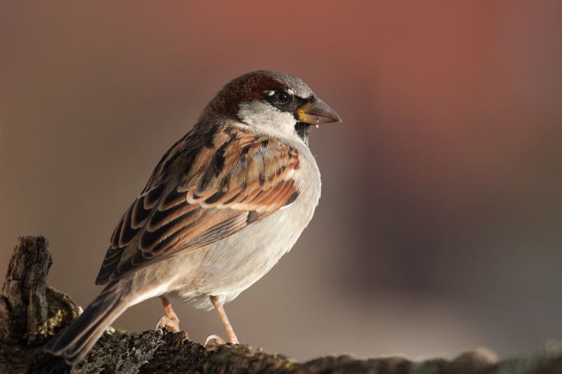 As has been the case for over 20 years, the house sparrow is Scotland's most common garden bird. Interestingly, although they are a familiar sight across the UK, they are not thought to be a native species, having spread naturally north from North Africa. Sadly numbers are declining dramatically and so its reign at the top may be coming to an end.