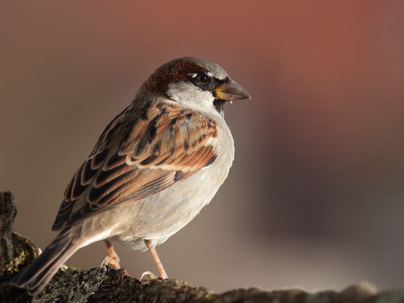 As has been the case for over 20 years, the house sparrow is Scotland's most common garden bird. Interestingly, although they are a familiar sight across the UK, they are not thought to be a native species, having spread naturally north from North Africa. Sadly numbers are declining dramatically and so its reign at the top may be coming to an end.