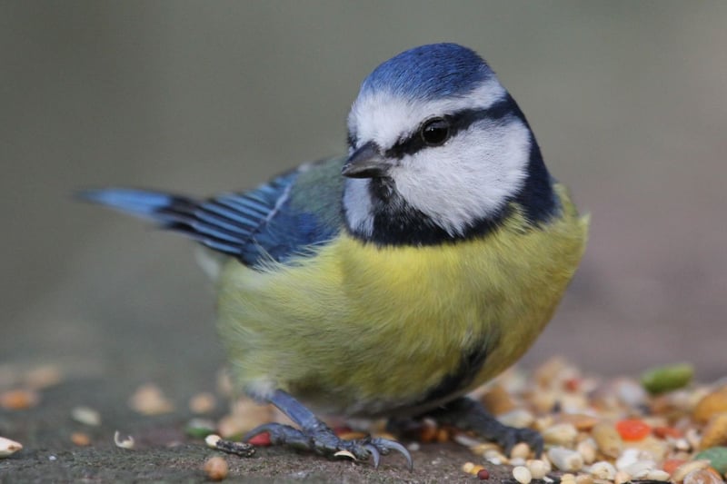 The pretty blue tit takes second spot. Males and females are virtually identical, although males have a slightly brighter blue colour on the head, wing and tail than the females.
