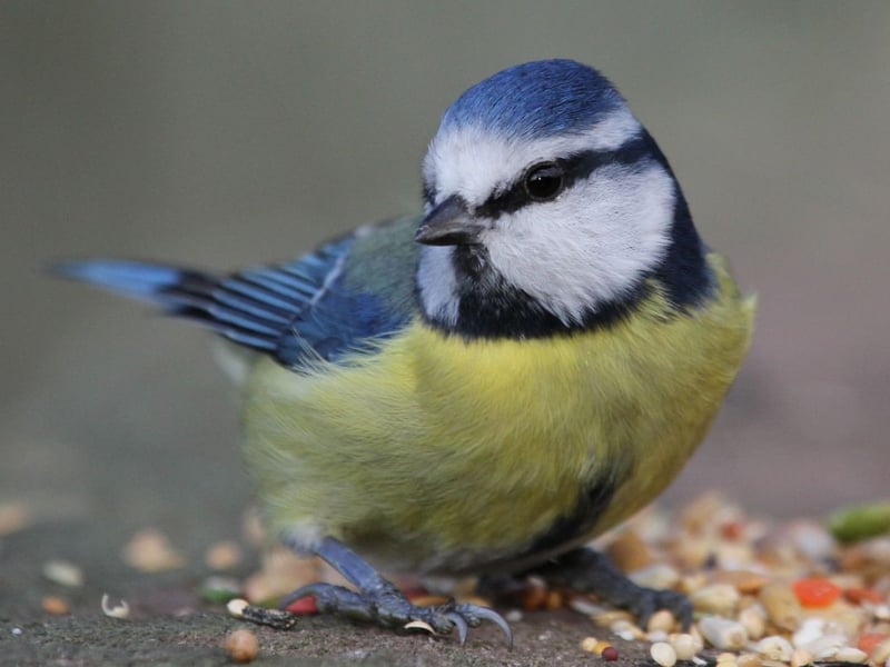 The pretty blue tit takes second spot. Males and females are virtually identical, although males have a slightly brighter blue colour on the head, wing and tail than the females.