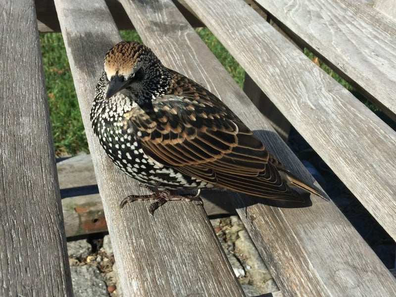 Taking the final podium place is the starling. When these birds flock in autumn they create spectacular murmurations that can contain as many as 100,000 starlings. One of the best places to see this natural phenomenon is around Gretna Green in the south of Scotland.