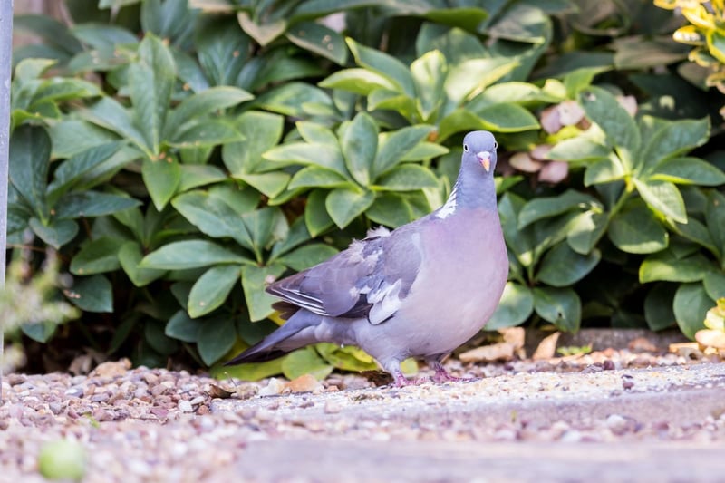 The success of the wood pigeon (simply referred to as pigeons by most people) hinged on the fact that they are tremendously adaptable birds - equally content living in city centres or on farmland.