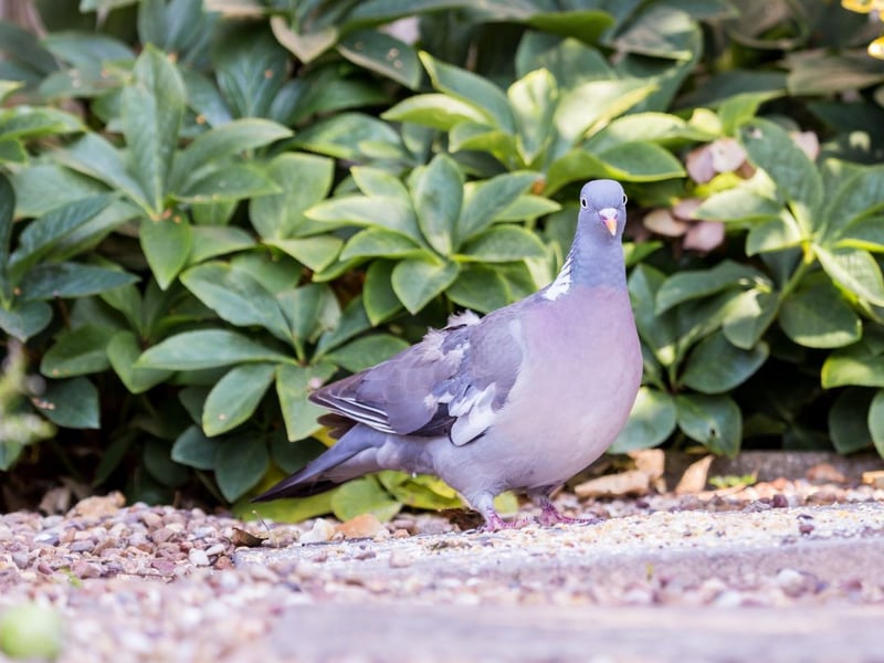 The success of the wood pigeon (simply referred to as pigeons by most people) hinged on the fact that they are tremendously adaptable birds - equally content living in city centres or on farmland.