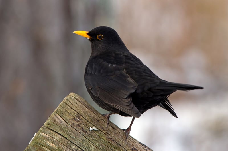Completing the top five is the blackbird - known for their beautiful song. Blackbirds are monogamous and pairs usually stay together for life.