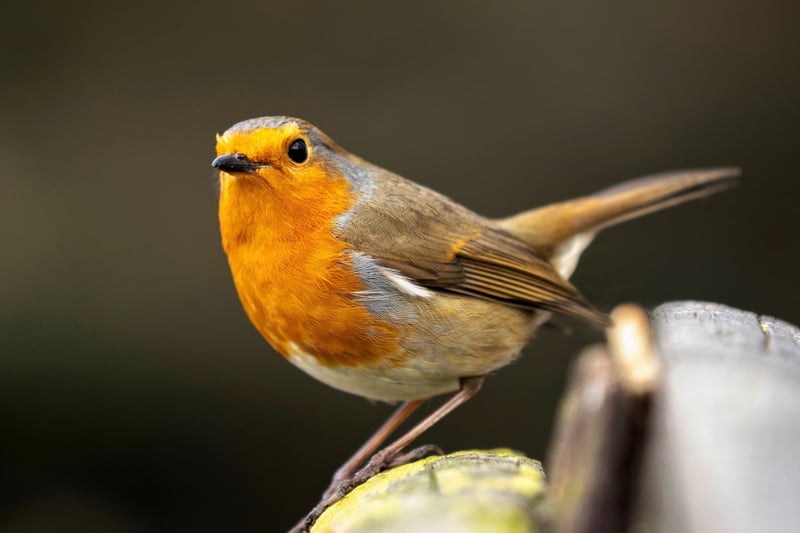One of Scotland's most popular birds, the robin is easily identified by its red breast. Robins are very territorial so you'll usually only see more than one at the same time when they're mating.