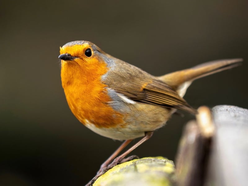 One of Scotland's most popular birds, the robin is easily identified by its red breast. Robins are very territorial so you'll usually only see more than one at the same time when they're mating.