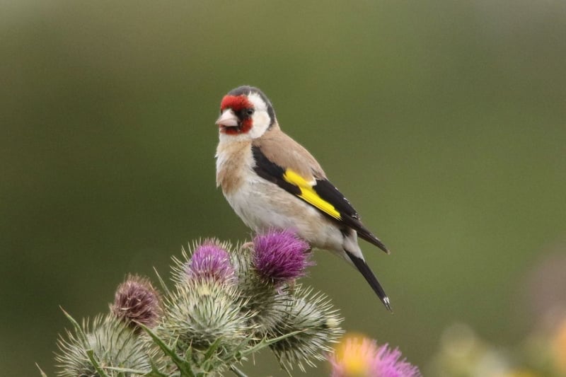 The goldfinch has been one of the big success stories of the last 100 years, after they almost went extincts due to the Victorians catching them to keep as pets. They are now commonly seen in gardens, particularly if they contain thistles - the bird's favourite foodstuff. Their culinary tastes led to their former name of the thistle finch.