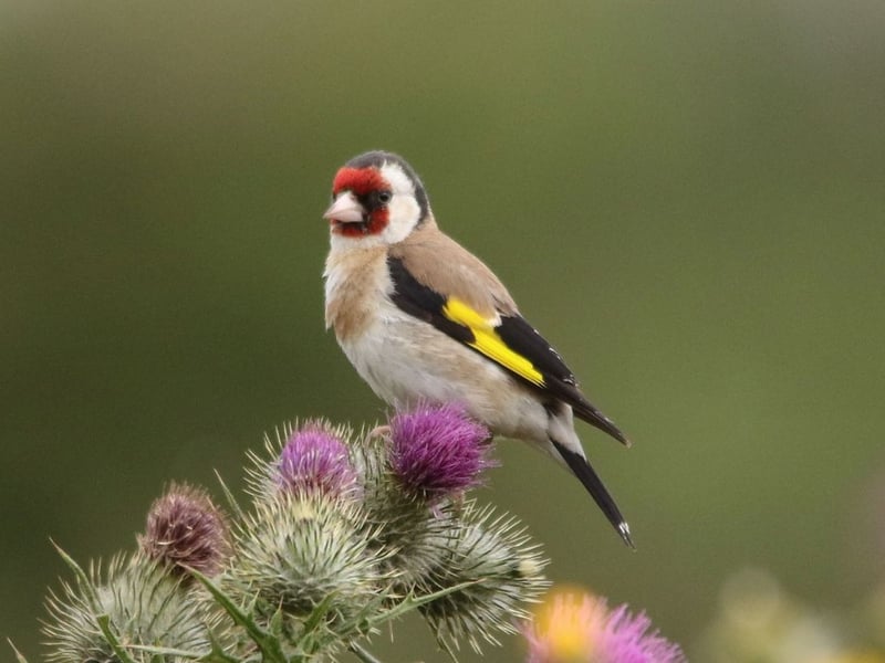 The goldfinch has been one of the big success stories of the last 100 years, after they almost went extincts due to the Victorians catching them to keep as pets. They are now commonly seen in gardens, particularly if they contain thistles - the bird's favourite foodstuff. Their culinary tastes led to their former name of the thistle finch.