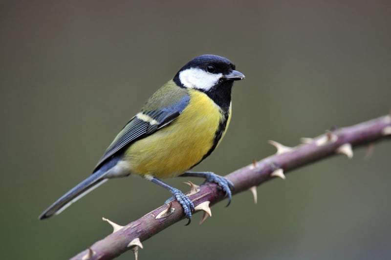 Originally a woodland specialist, large numbers of great tits now visit Scottish gardens. It has a huge geographical range - extending across the whole of Europe, east to Japan and south to Indonesia. It is also found in North Africa.