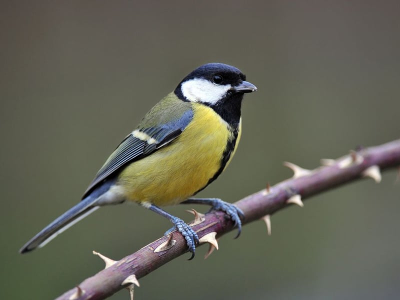 Originally a woodland specialist, large numbers of great tits now visit Scottish gardens. It has a huge geographical range - extending across the whole of Europe, east to Japan and south to Indonesia. It is also found in North Africa.