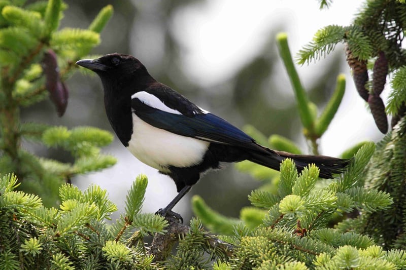 Another feathered success stiry, it's estimated that magpie numbers have more than quadruples over the last 35 years - particularly in urban areas. Their diet often contains large amount of roadkill from city streets.
