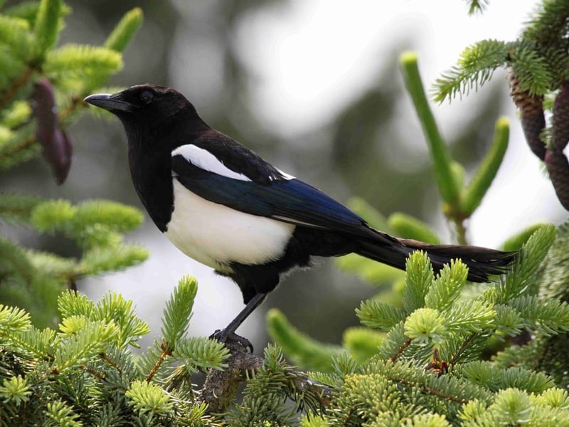 Another feathered success stiry, it's estimated that magpie numbers have more than quadruples over the last 35 years - particularly in urban areas. Their diet often contains large amount of roadkill from city streets.