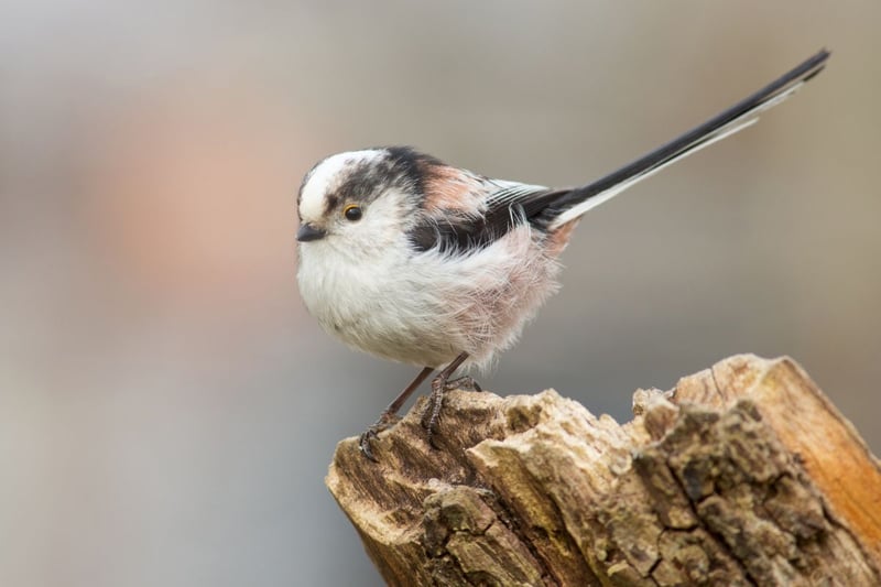Completing the countdown is a third breed of tit - this time the long-tailed variety. These tiny fluffy birds are very susceptible to cold and struggle to survive harsh winters.