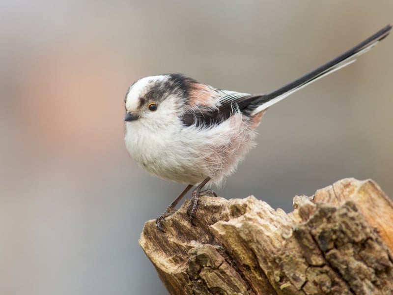 Completing the countdown is a third breed of tit - this time the long-tailed variety. These tiny fluffy birds are very susceptible to cold and struggle to survive harsh winters.