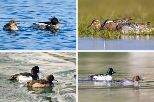 Some of Scotland's most stunning breeds of duck.