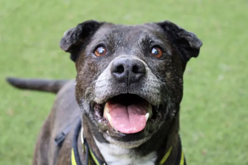 Tia is a Staffordshire Bull cross, who needs to be the only pet as she doesn't enjoy face to fact contact with other dogs. She is house trained and can be left alone for a few hours.