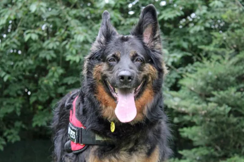 Tara is a bonny German Shepherd, looking for a home together with her friend Duke. They are house trained but will need someone there most of the time. They can live with children over the age of 8 but will need to be the only pets at home.