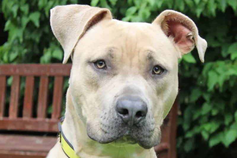 Simba is an American Bulldog cross, who will need to be the only dog as he doesn’t know how to behave around others, and can live with children of high school age. He may not be house trained.