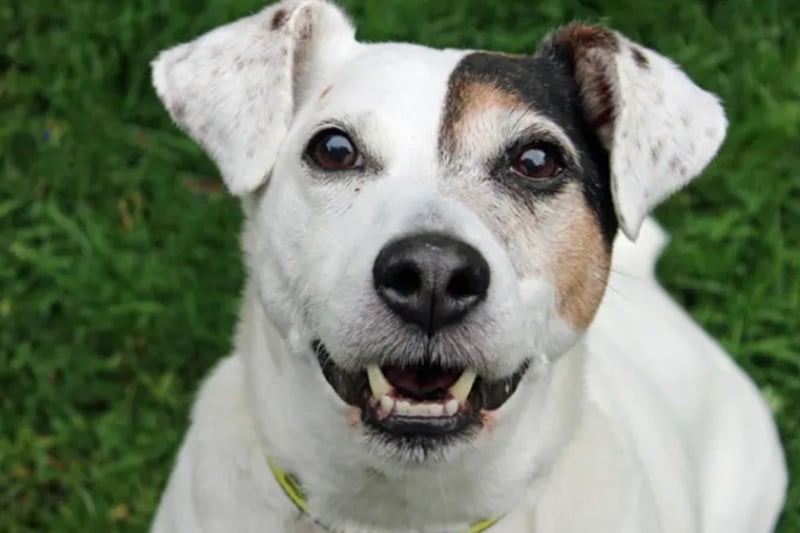 Patch is a Jack Russell Terrier, who needs a home free of children and other pets, and with few visitors. He is house trained and can be left by himself for up to four hours once he has settled. Patch will require multiple visits at the centre due to his worries around strangers.